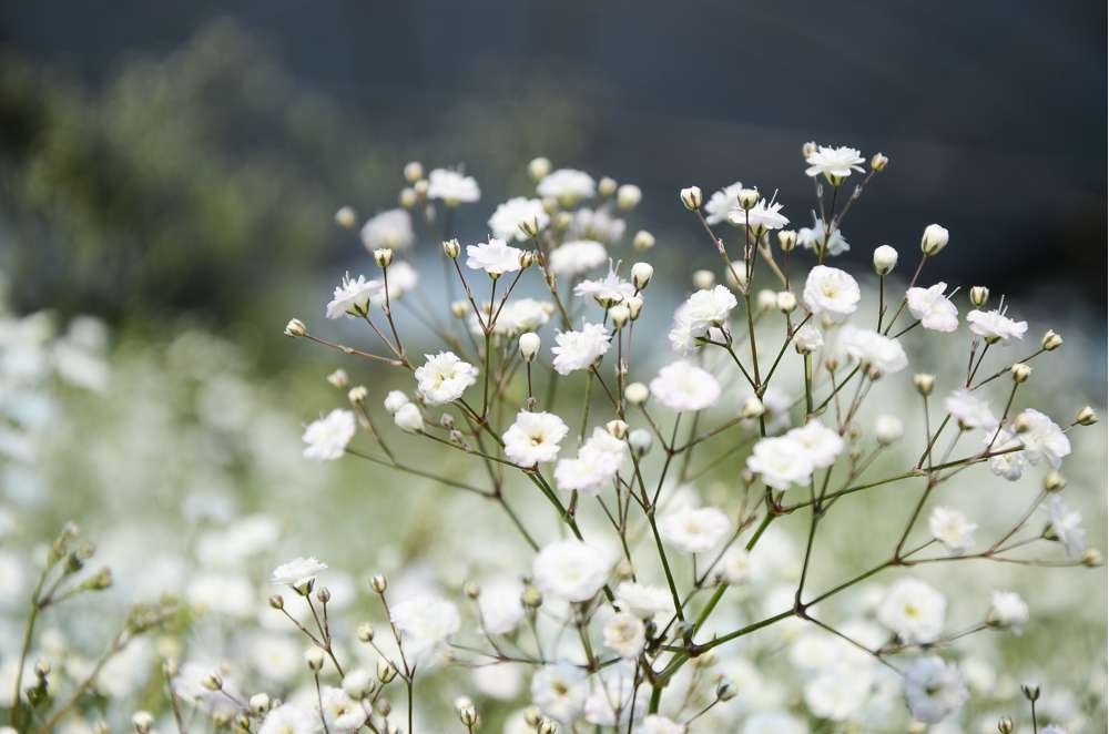 Brudslöja 'Paniculata'